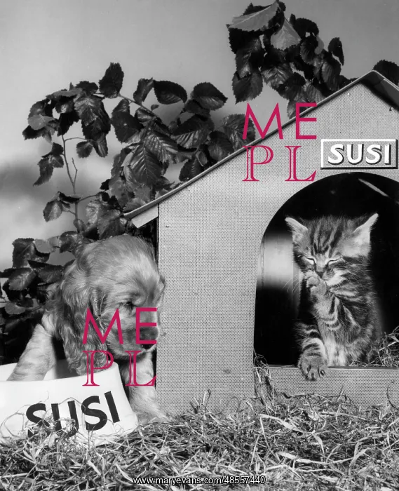  : Susi - with kitten and kennel