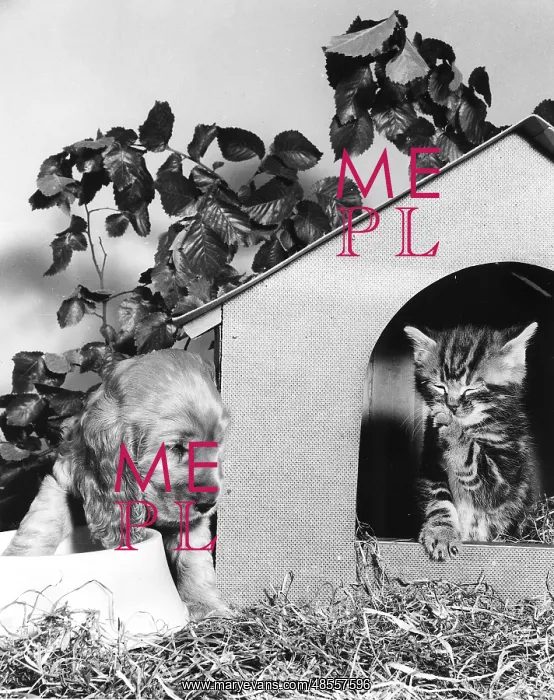  : Susi - with kitten and kennel