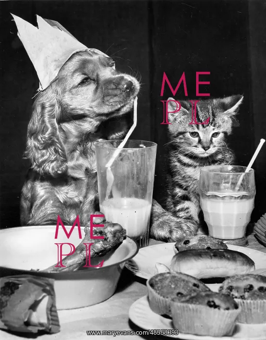  : Susi - with kitten and party food