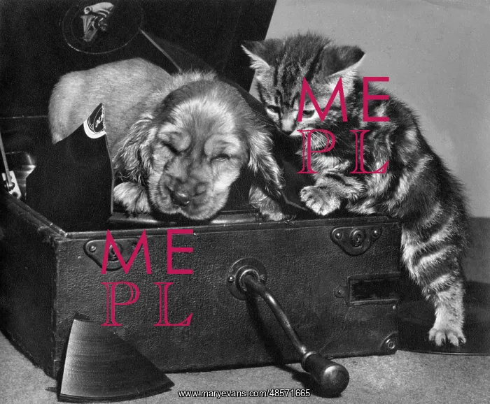  : Susi - with kitten on record player