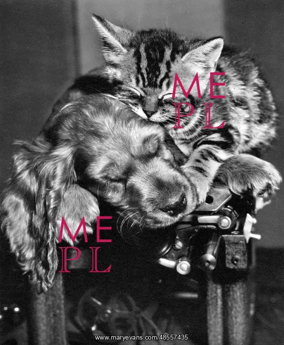 : Susi - with kitten on top of typewriter : Susi - with kitten on top of typewriter
