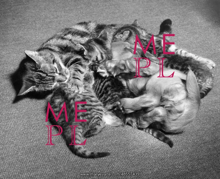  : Susi - with kittens and mother cat