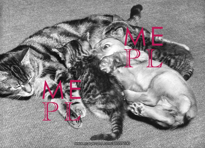  : Susi - with two kittens and mother cat