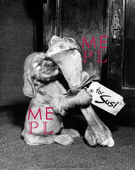  : Susi - with large bone