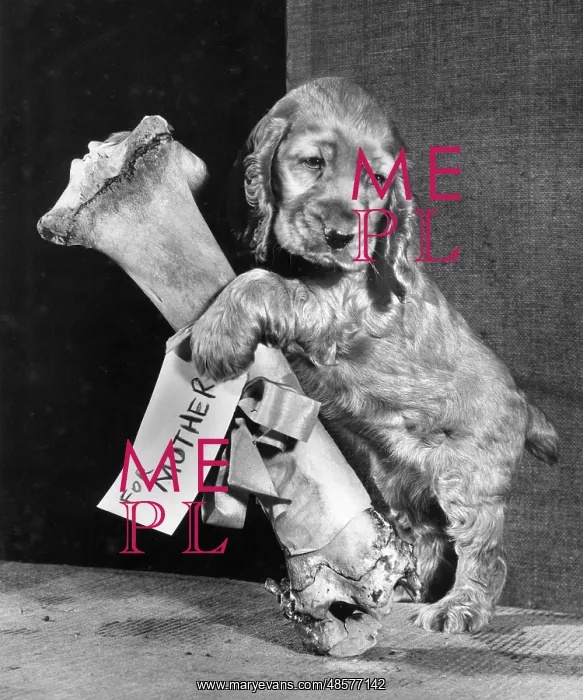: Susi - with large bone, For Mother : Susi - with large bone, For Mother
