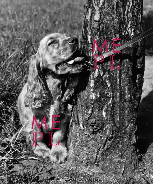 : Susi - on lead, by tree trunk : Susi - on lead, by tree trunk