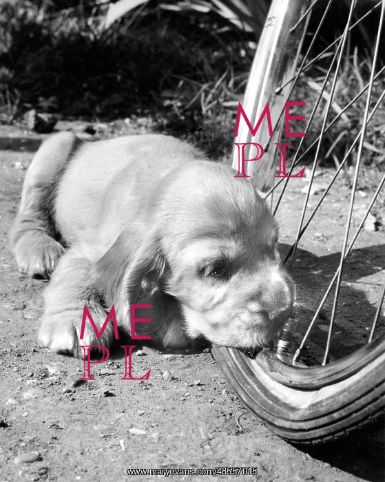  : Susi - leaning her chin on a bicycle wheel