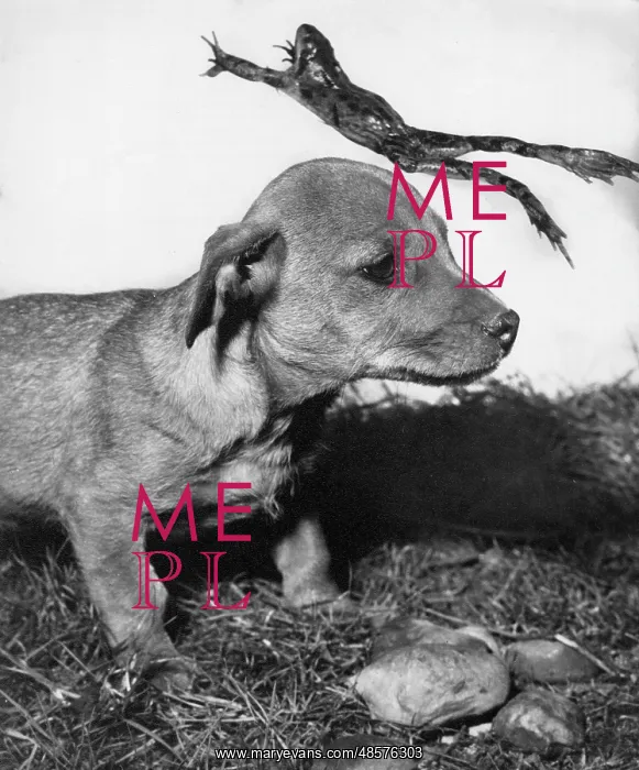 : Susi with a leaping frog : Susi with a leaping frog