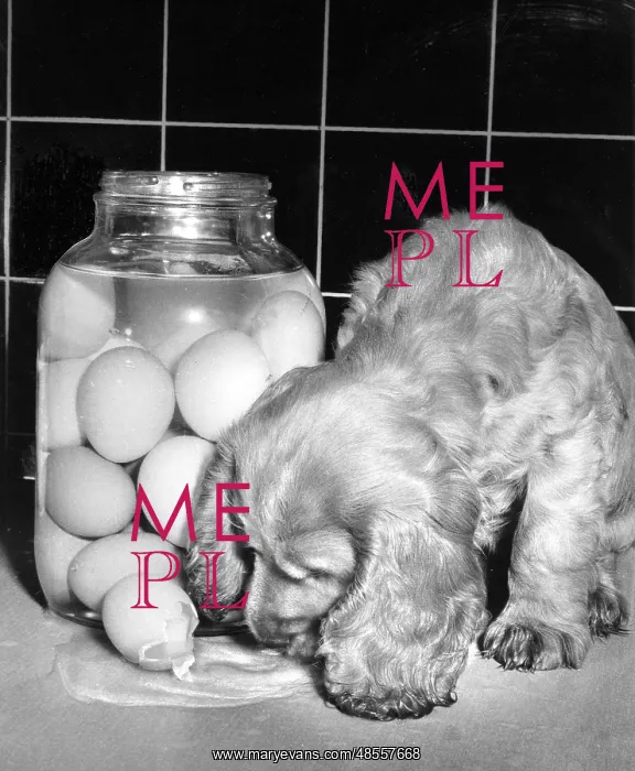  : Susi - licking up the contents of a broken egg