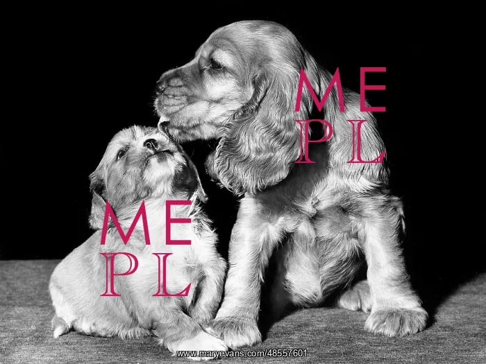 : Susi - licking a spaniel puppy : Susi - licking a spaniel puppy