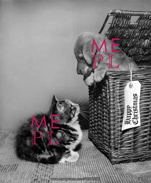  : Susi - looking out of a basket at a kitten