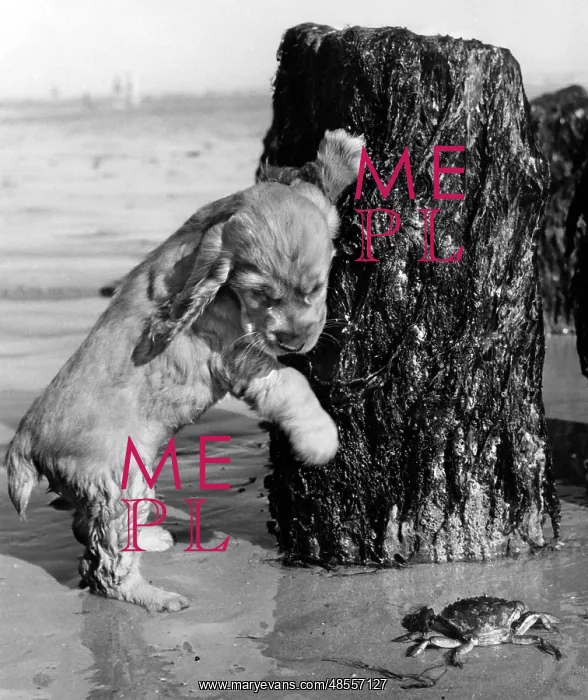  : Susi - looking at a crab on the beach