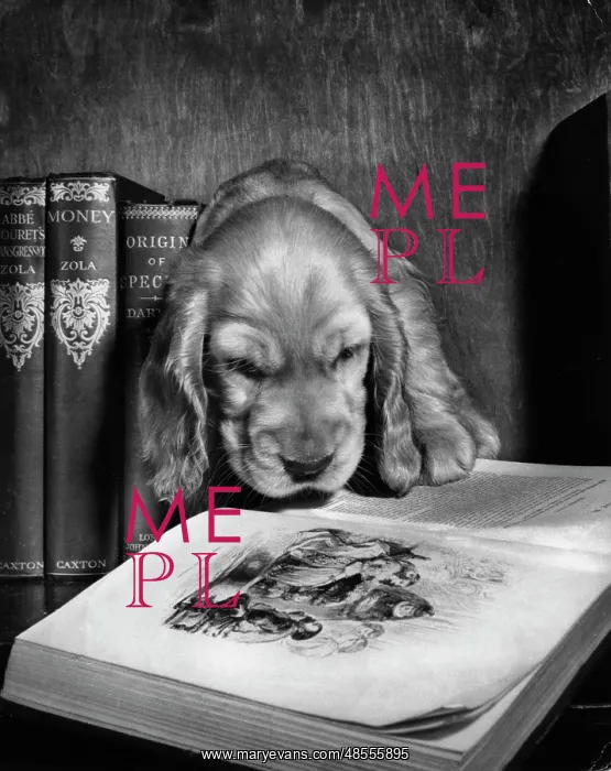  : Susi - looking at an illustration in a book
