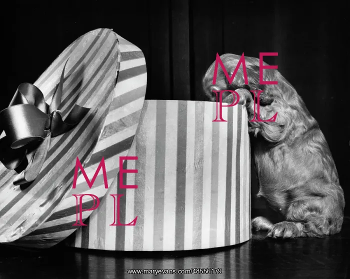  : Susi - looking inside hatbox
