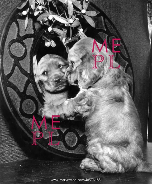 : Susi - looking in the mirror : Susi - looking in the mirror