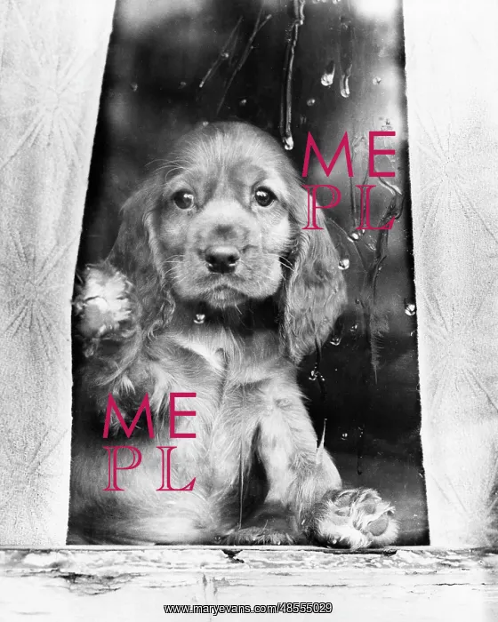 : Susi - looking through a window : Susi - looking through a window