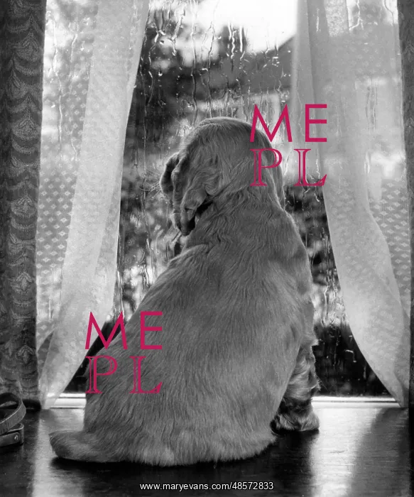 : Susi - looking through a window : Susi - looking through a window