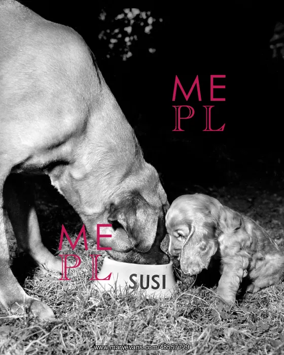  : Susi - losing her dinner to a much bigger dog