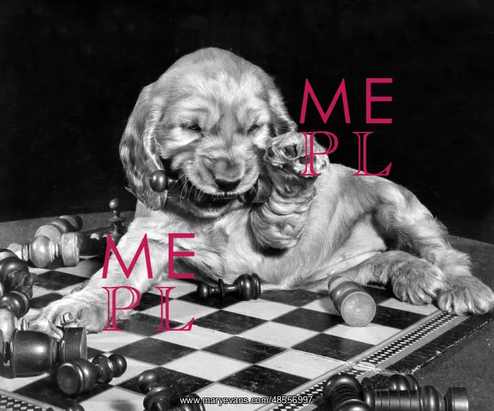 : Susi - lying on chess board : Susi - lying on chess board