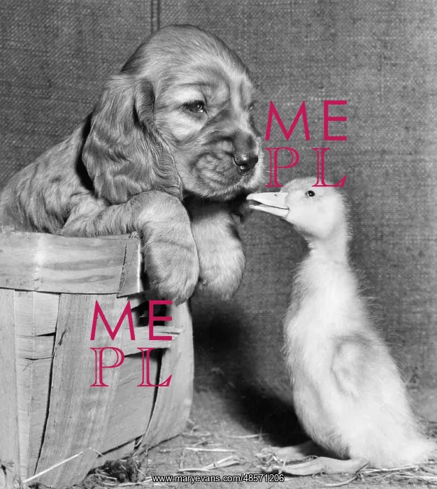  : Susi - meeting a duckling