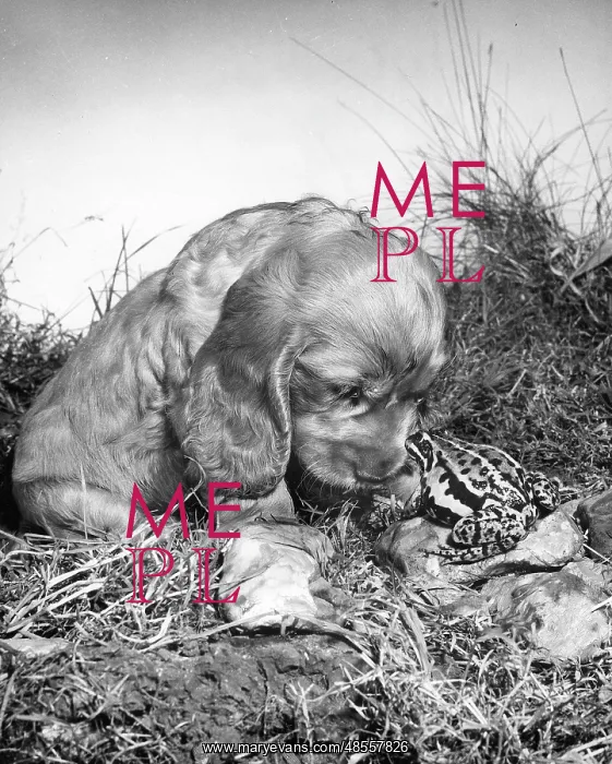  : Susi - meeting a frog