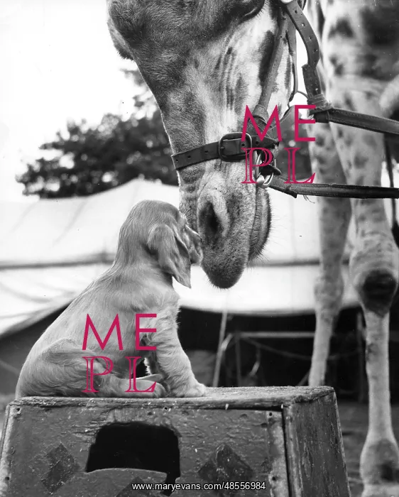  : Susi - meeting a giraffe at the zoo
