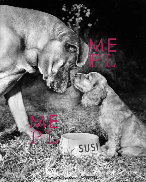  : Susi - meeting a much larger dog