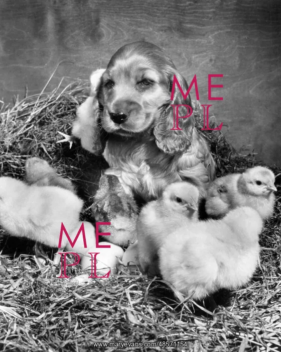  : Susi - with newly hatched chicks