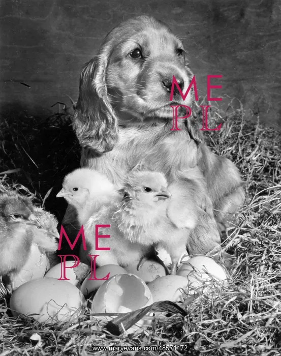  : Susi - with newly hatched chicks