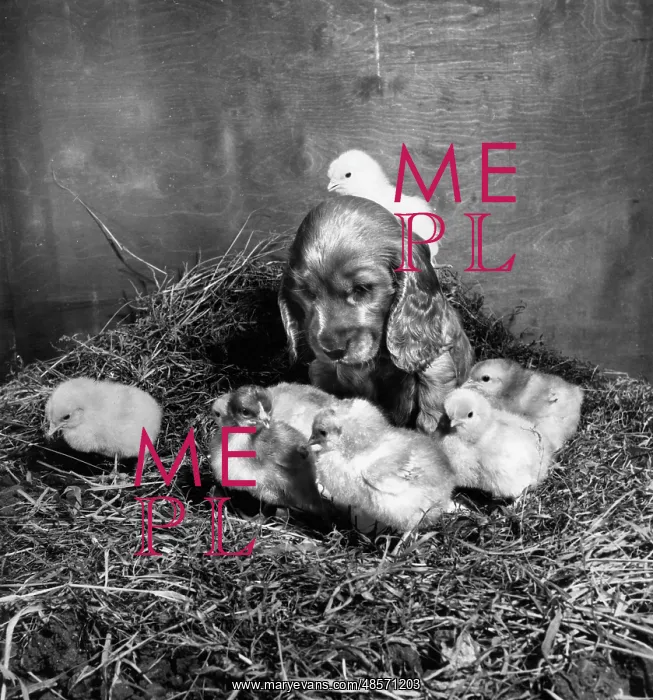 : Susi - with newly hatched chicks : Susi - with newly hatched chicks