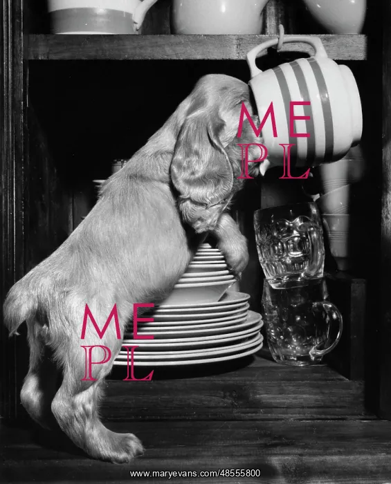 : Susi - with her nose inside a mug : Susi - with her nose inside a mug