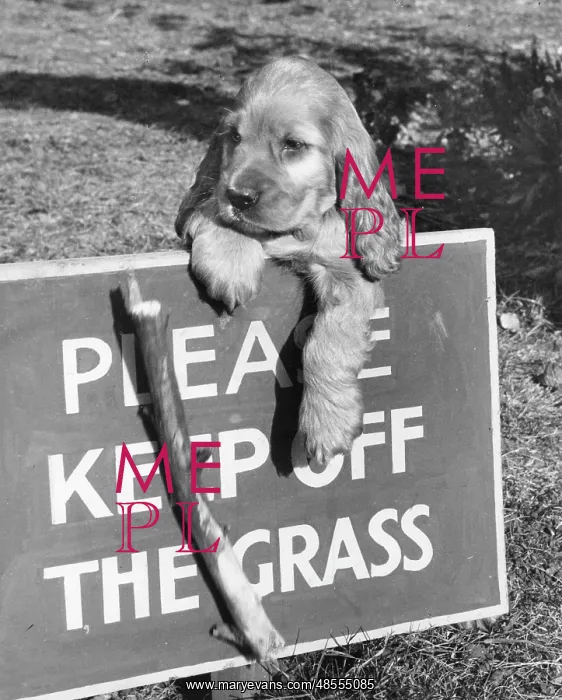  : Susi - Please Keep Off The Grass