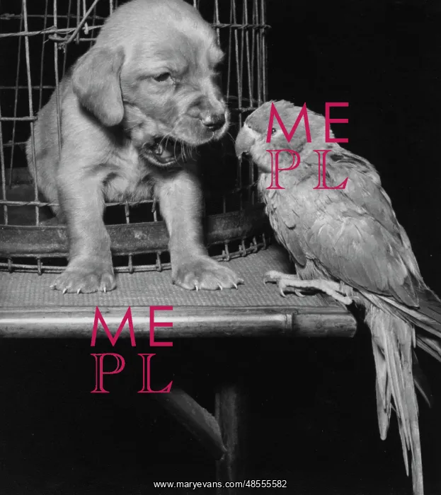  : Susi - with parrot