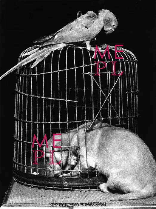  : Susi - with parrot and cage