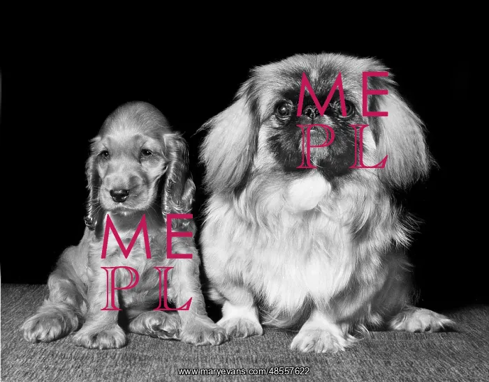  : Susi - with a pekingese