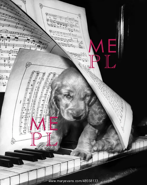 : Susi - at the piano : Susi - at the piano