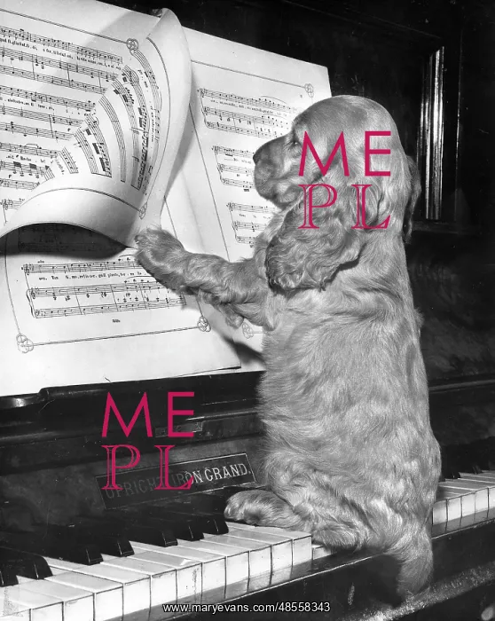 : Susi - at the piano : Susi - at the piano