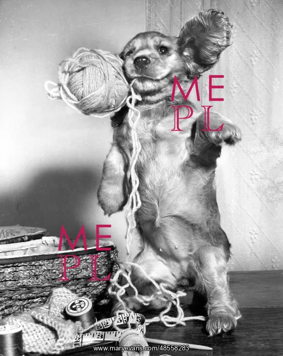 : Susi - playing with ball of wool