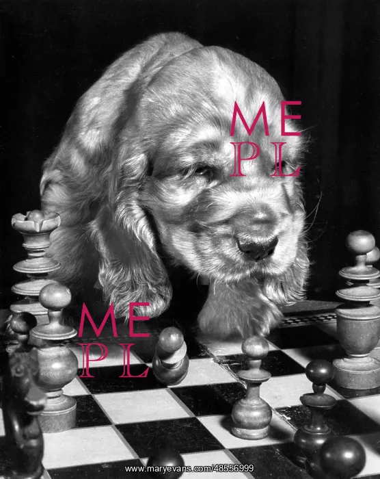 : Susi - playing chess : Susi - playing chess