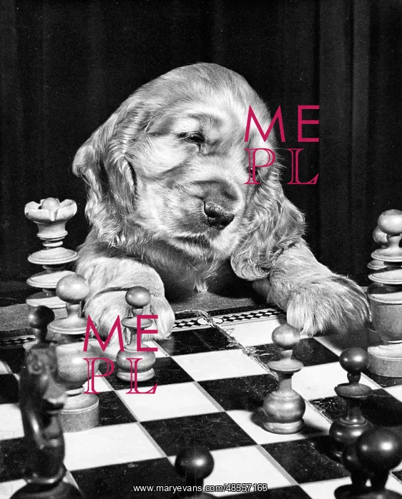 : Susi - playing chess : Susi - playing chess