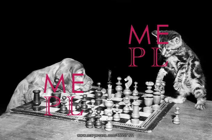  : Susi - playing chess with a kitten