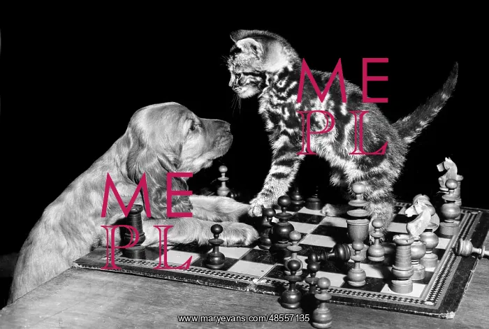 : Susi - playing chess with a kitten : Susi - playing chess with a kitten
