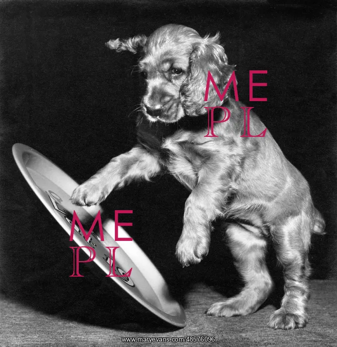  : Susi - playing with a metal tray