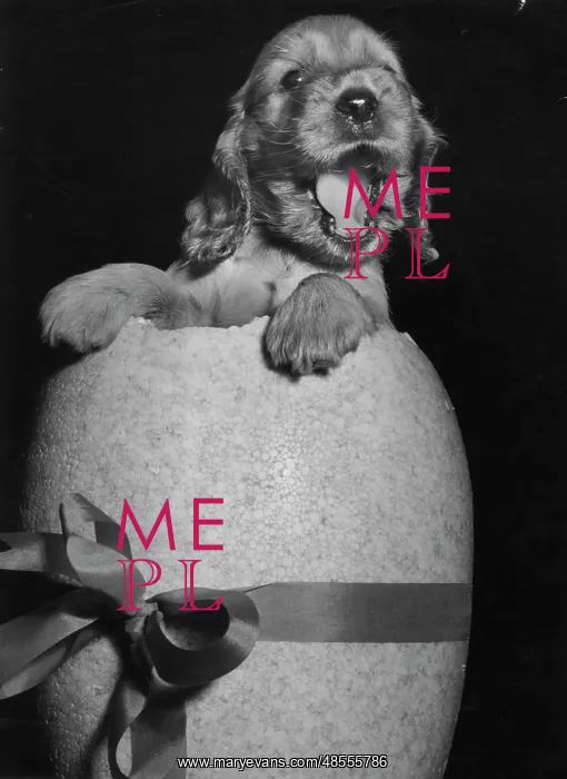 : Susi - popping out of an Easter egg : Susi - popping out of an Easter egg
