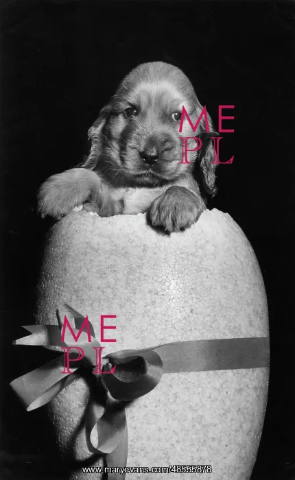  : Susi - popping out of an Easter egg