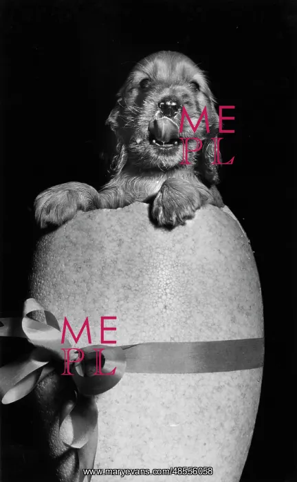  : Susi - popping out of an Easter egg
