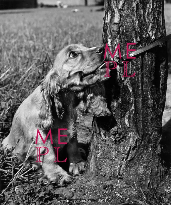 : Susi - pulling on lead, by tree trunk : Susi - pulling on lead, by tree trunk