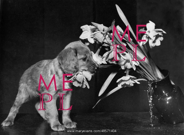  : Susi - pulling over a vase of flowers
