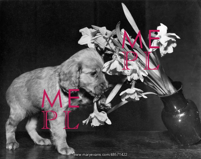  : Susi - pulling over a vase of flowers
