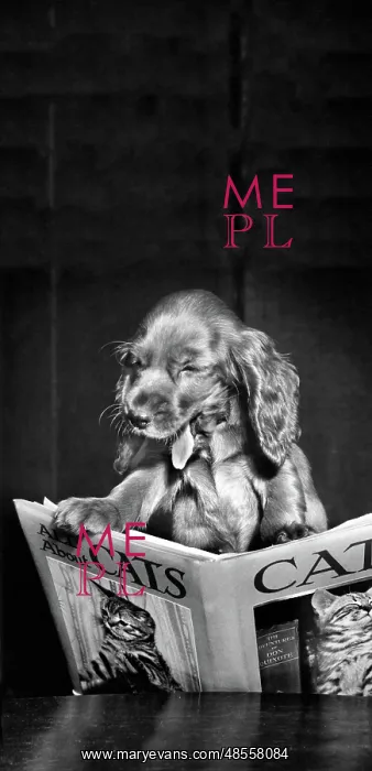  : Susi - reading book about cats